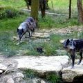 2014-07-02 0003 Parc animalier de Sainte-Croix, vers Rhodes