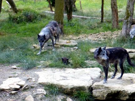 2014-07-02 0003 Parc animalier de Sainte-Croix, vers Rhodes