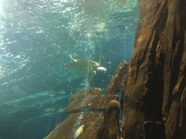 2015-07-08 Sochi, aquarium 031.jpg