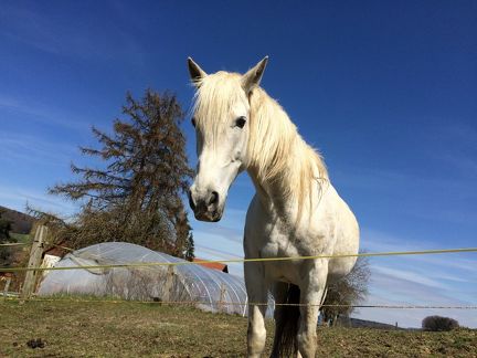 2015-04-06 Cheiry 022